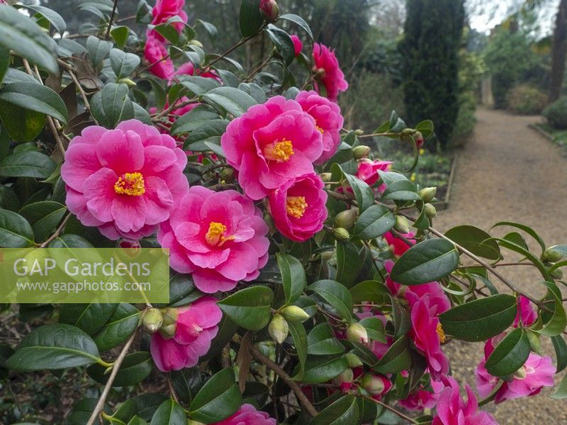 Camellia 'Show Girl' reticulata x sasanqua Mid February 