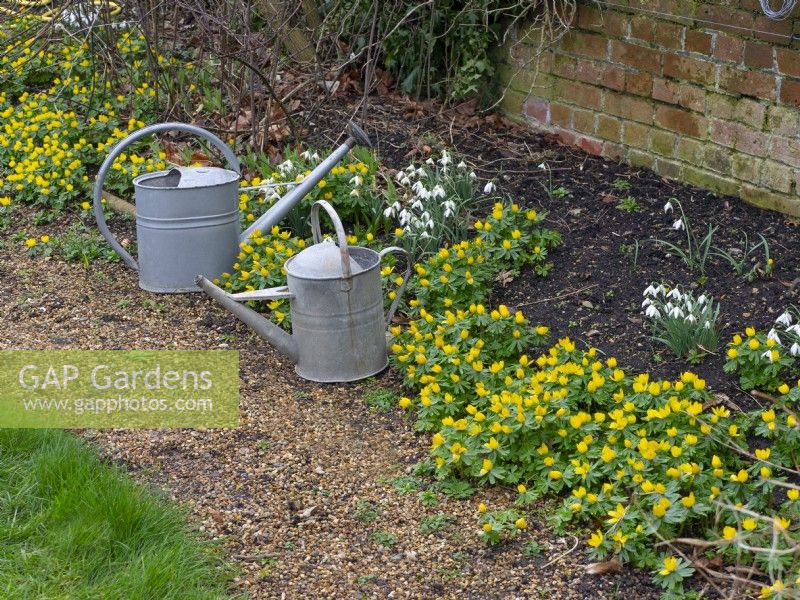 Eranthis hyemalis  Winter Aconites in border with metal watering cans February
