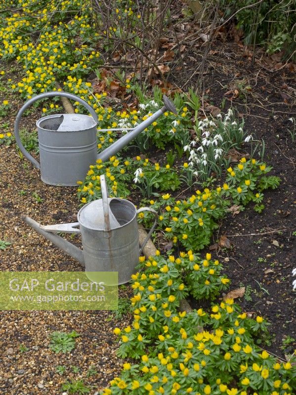  Eranthis hyemalis  Winter Aconites in border with metal watering cans February