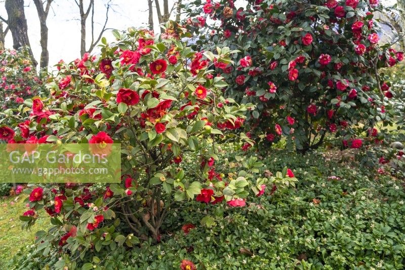 Spring park scene with the bushes of red flowering Camellia japonica 'Satanella' and underplanted Pachysandra terminalis, Japanese pachysandra . 
Parco delle Camelie, Camellia Park, Locarno, Switzerland
