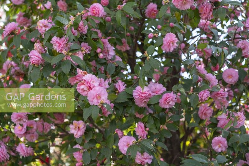 Abundant bloom of cuspidata hybrid Camellia 'Spring Festival' with pink semi-double flowers.
Parco delle Camelie, Camellia Park, Locarno, Switzerland