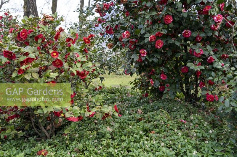 Camellia japonica 'Barbara Morgan' on the left and Camellia japonica 'Latifolia' on the right with underplanted Pachysandra terminalis.
Parco delle Camelie, Camellia Park, Locarno, Switzerland