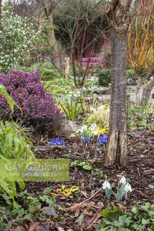 A view through the winter borders at The Picton Garden. Blue Iris reticulata and snowdrops in foreground with flowering erica - heather beyond.