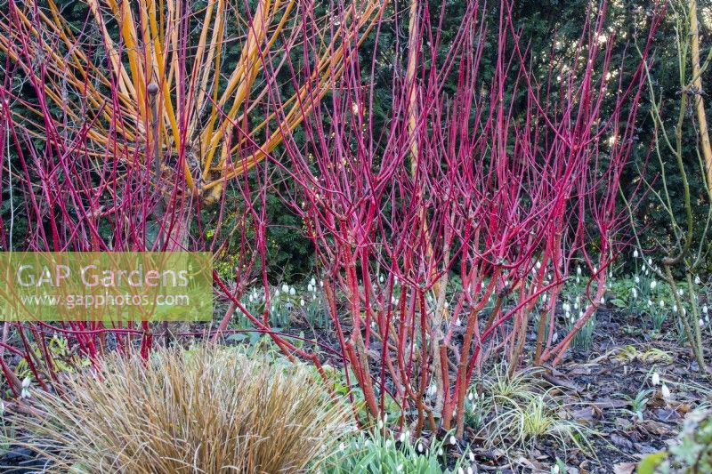 A winter display of coloured stems at The Picton Garden with Cornus alba 'Westonbirt' and Salix alba 'Golden Ness'.