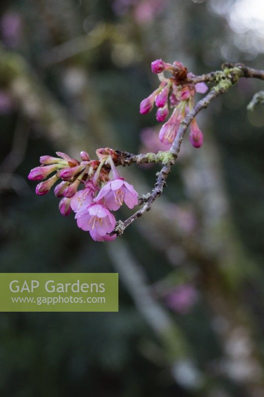 Prunus 'Kursar' - flowering cherry - February