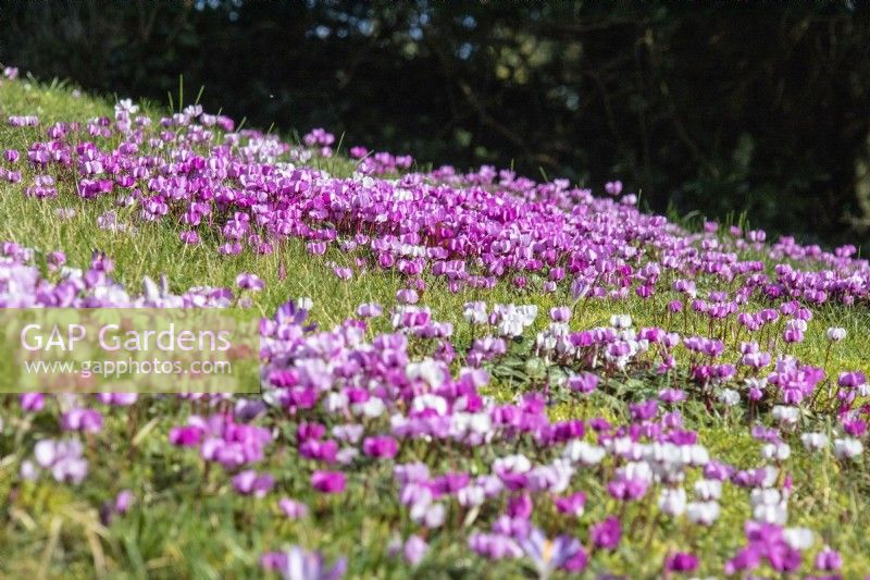 Cyclamen coum naturalised in grass at Colesbourne Park.