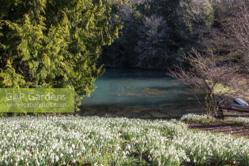 Naturalised snowdrops in front of the blue lake at Colesbourne Park.