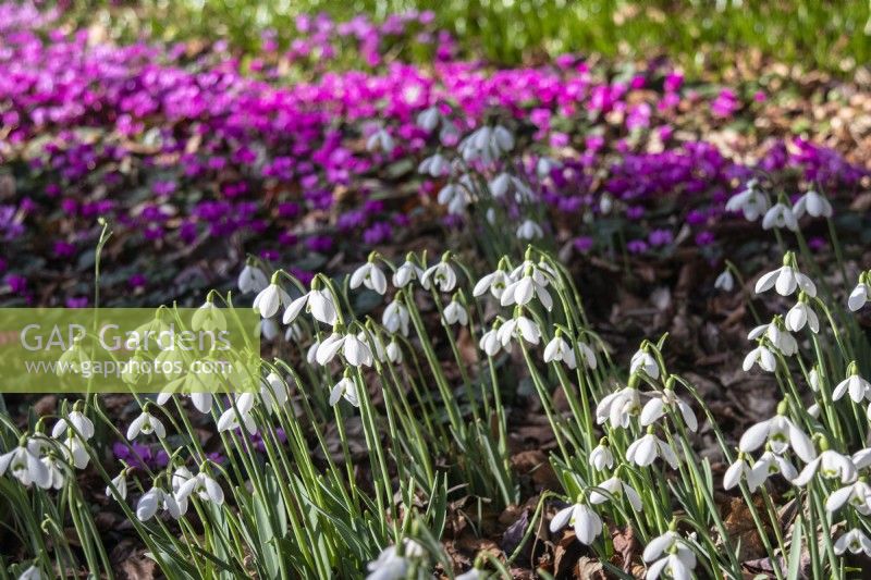 Naturalised snowdrops and Cyclamen coum at Colesbourne Park.