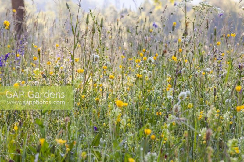 Wild flower meadow with Trifolium montanum - Mountain clover
 and Ranunculus acris - Meadow Buttercup.