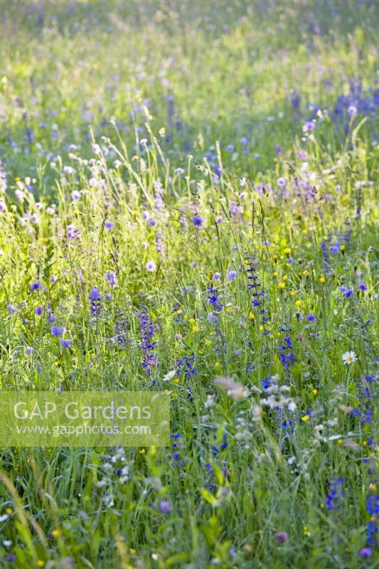 Salvia pratensis - Meadow clary in wild flower meadow.