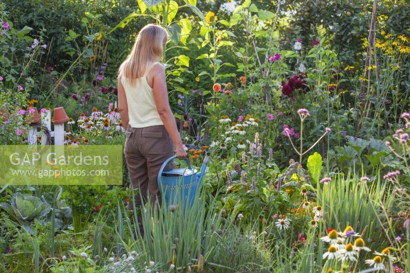 Woman with a watering can in summer garden with vegetables, herbs and flowers including Agastache, Echinacea, Dahlia, Calendula and others.