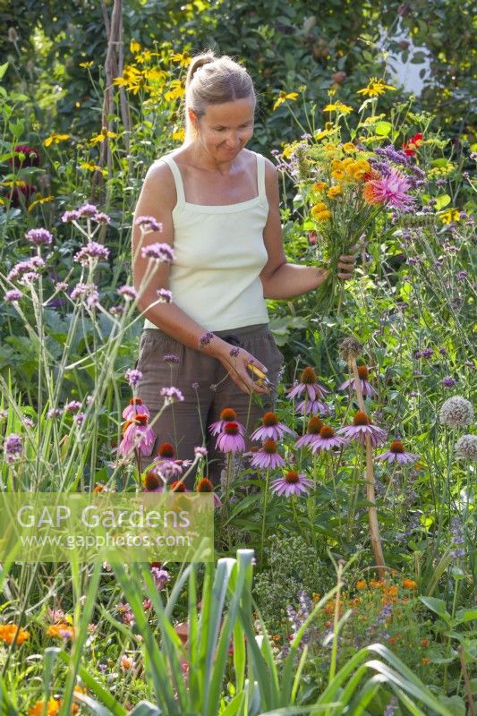 Woman cutting flowers for a summer bouquet.