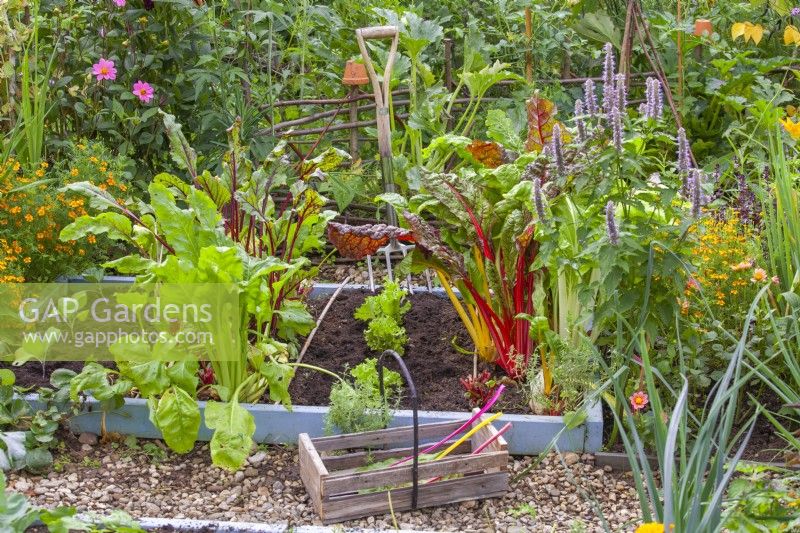 Mixed raised bed with Swiss chard, young lettuces, beetroot and Brussels sprouts. Annual and perennial flowers including Agastache ' Blue fortune, and Tagetes tenuifolia are also included to attract beneficial insects.
