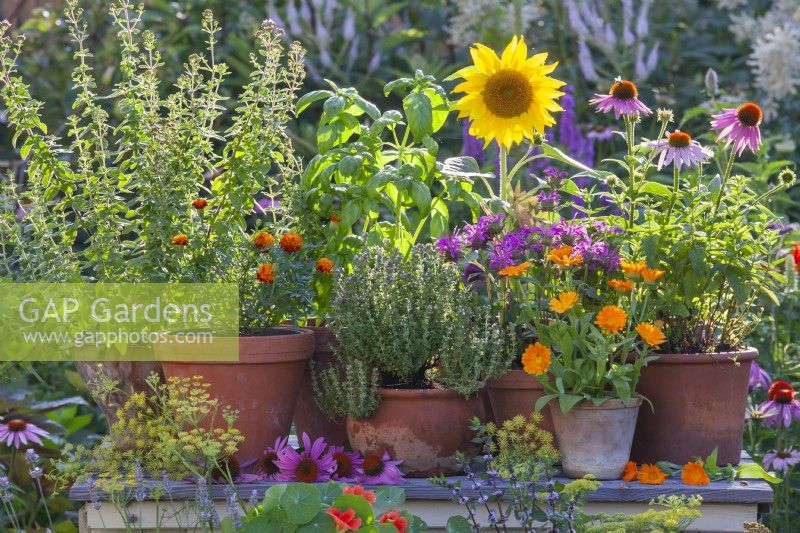Containers with thyme, French and pot marigold, oregano, basil, bergamot and sunflower.
