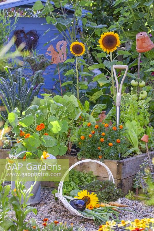 A basket of picked vegetables in front of a raised beds full of growing vegetables and annual flowers including Tagetes patula, Tropaeolum majus and helianthus annuus.