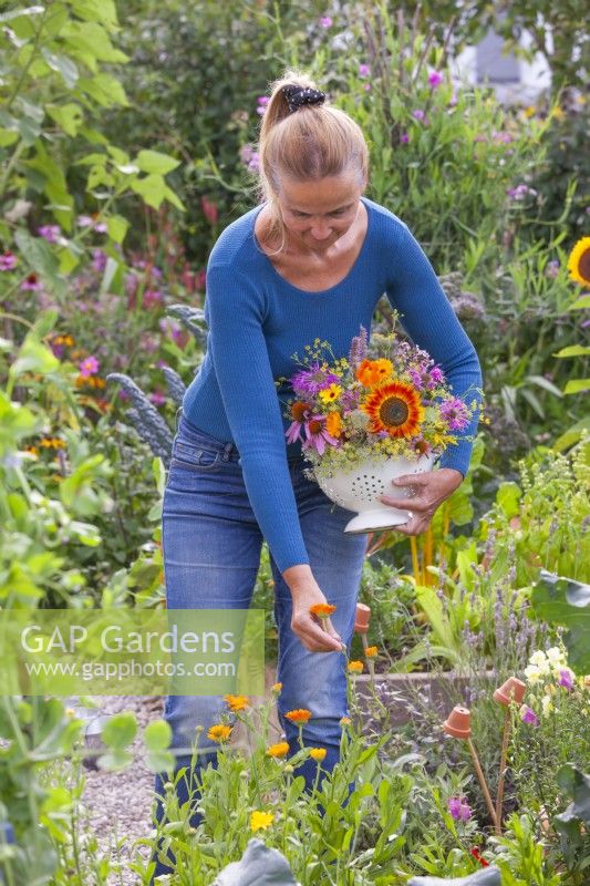 Woman gathering edible flowers - Calendula officinalis.