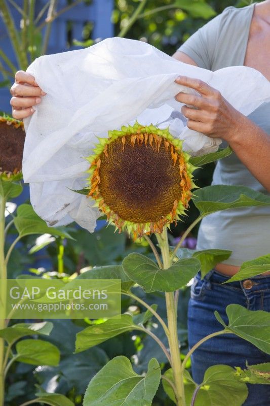 Woman covers sunflower with a fleece bag.
