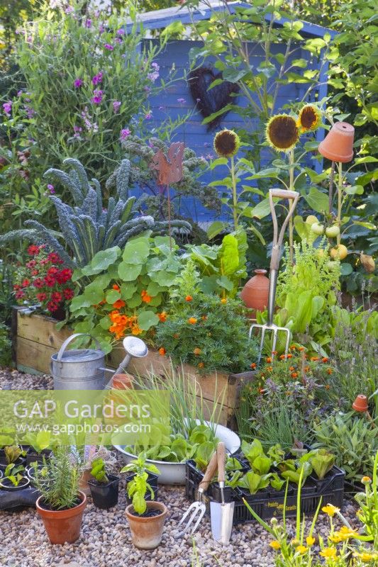 Display of vegetable seedlings and tools with a raised bed  full og growing vegetables, herbs and annual flowers in the background.