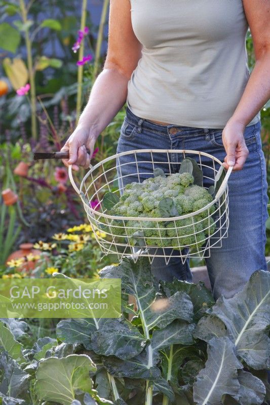 Woman holding wire basket with harvested Calabrese 'Quinta'.