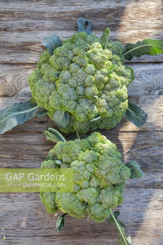 Harvested Calabrese 'Quinta'