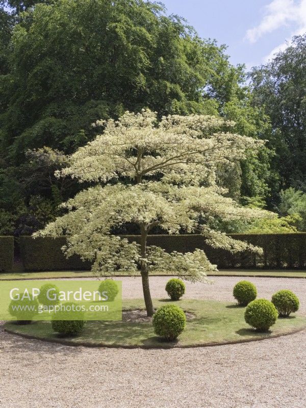 Cornus controversa 'Variegata' - Variegated Giant Dogwood surrounded by buxus balls as a circular driveway feature