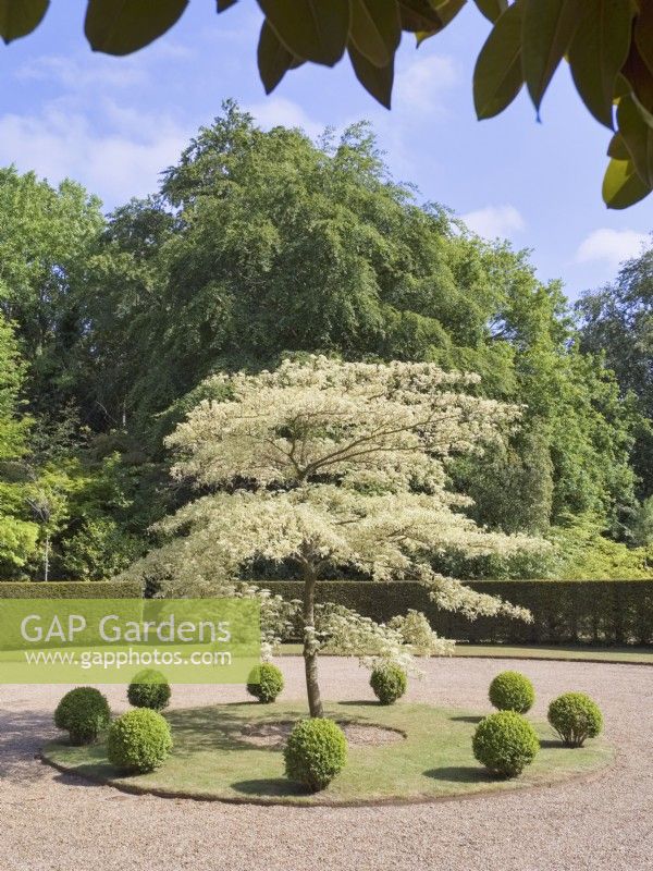 Cornus controversa 'Variegata' - Variegated Giant Dogwood surrounded by buxus balls as a circular driveway feature