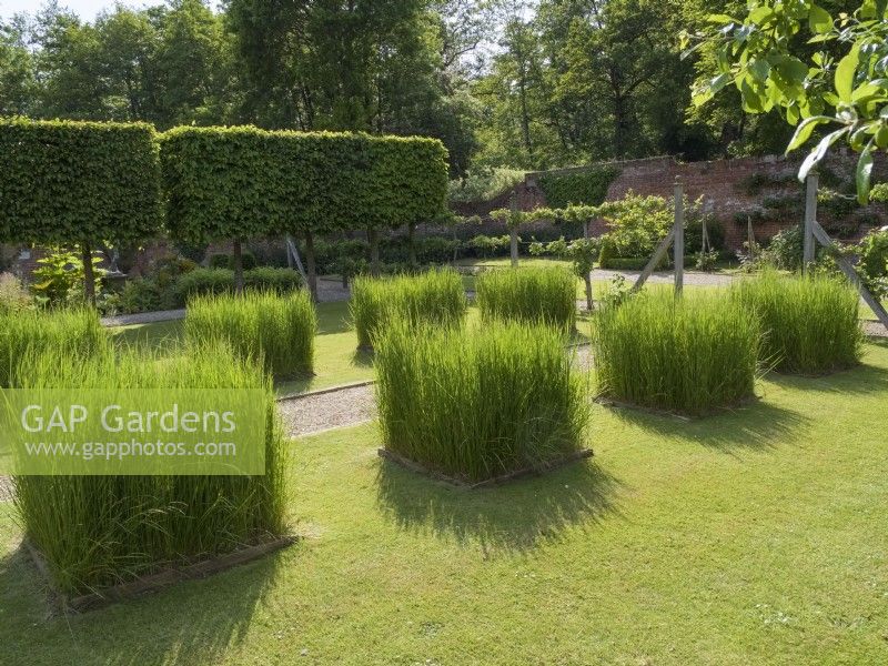 Ornamental grass squares in lawn with pleached tree hedge behind