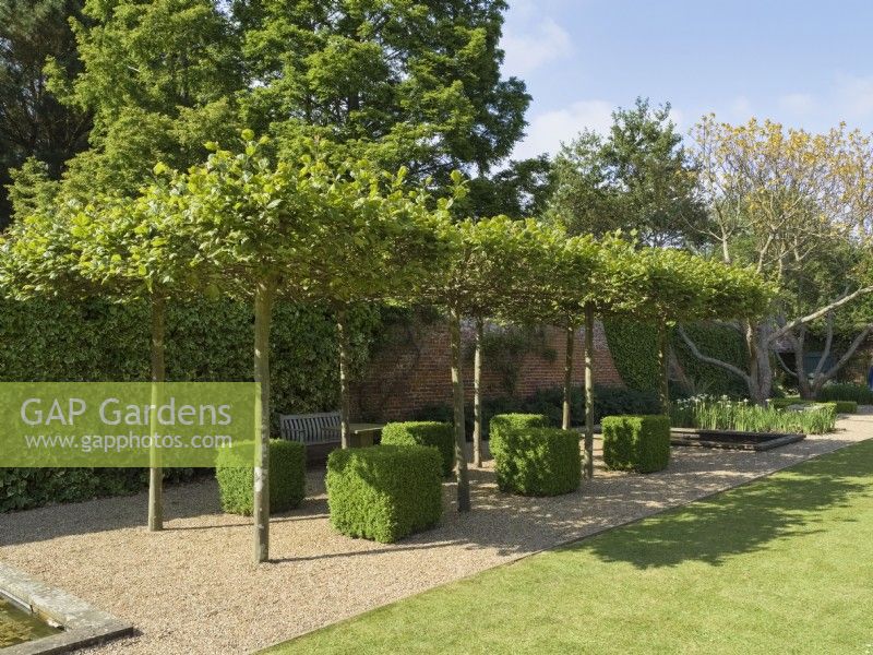 Umbrella trained pleached plane trees with clipped buxus squares underneath