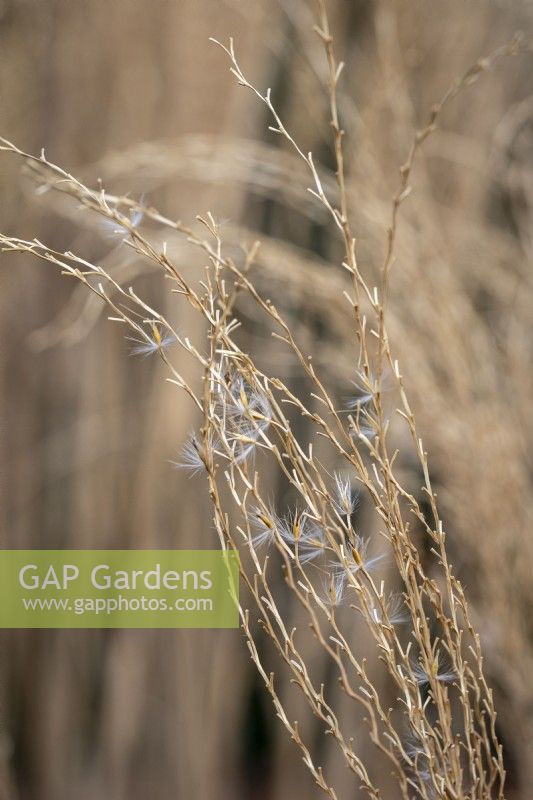 Miscanthus sinensis 'Krater', seed head