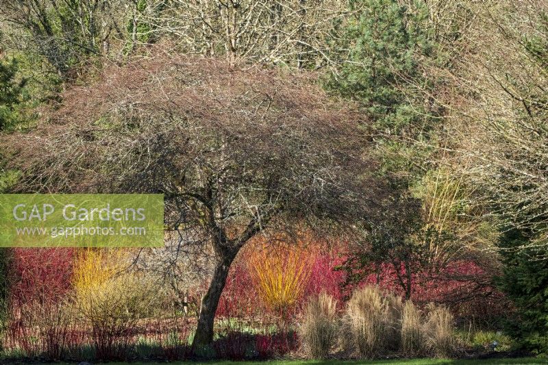Malus transitoria grows above Cornus alba 'Sibirica', Dogwood, various grasses and the yellow stems of Salix, willow, in winter