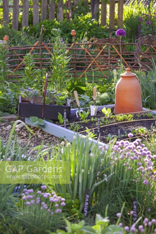 Kitchen garden in early may with a trug full of vegetable seedlings ready for planting in bed.