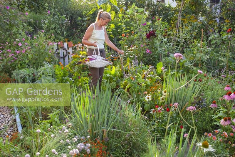 A healthy organic kitchen garden with plenty of flowers including Echinacea purpurea, Tagetes tenuifolia, Verbena bonariensis, Calendula officinalis, Dahlia and Alium schoenoprasum to attract beneficial wildlife. Woman with a basket of freshly harvested produce.