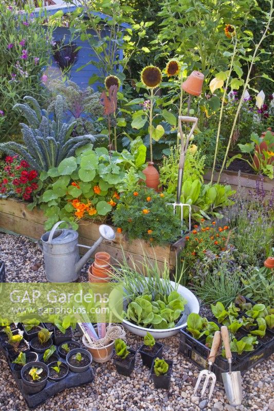 Display of vegetable seedlings and tools with a raised bed full of growing vegetables, herbs and annual flowers in the background.