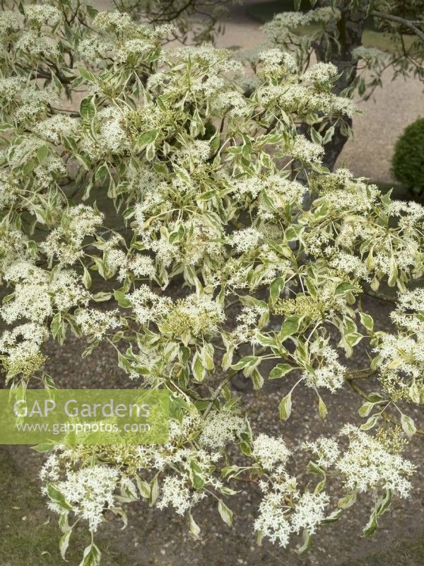 Cornus controversa 'Variegata' - Variegated Giant Dogwood  foliage and flowers