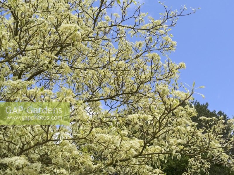 Cornus controversa 'Variegata' - Variegated Giant Dogwood  foliage and flowers