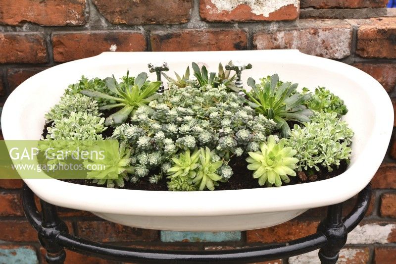 A  novel use for an old porcelain sink  full of succulents mounted on the bricks wall as a planter.  April
Designer: Pam Creed