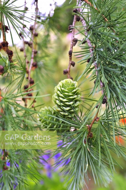 European Larch, Larix decidua, young green cones growing on branches. May