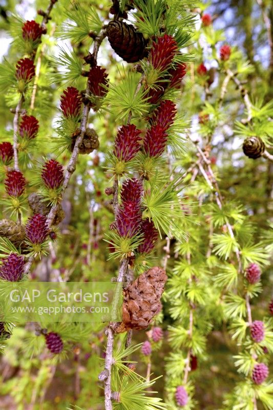 European Larch, Larix decidua, hanging branches  with red young female flowers. May