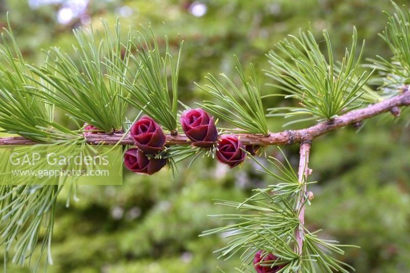 Larix laricina, American larch, tamarack, deciduous needles. with female red young flowers and foliage growing on branch. May