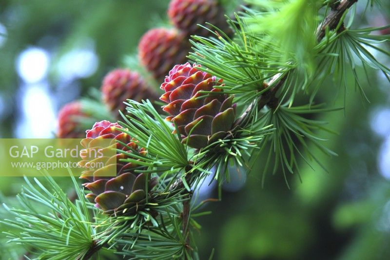 European Larch, Larix decidua with red young cones and foliage growing on branch. May