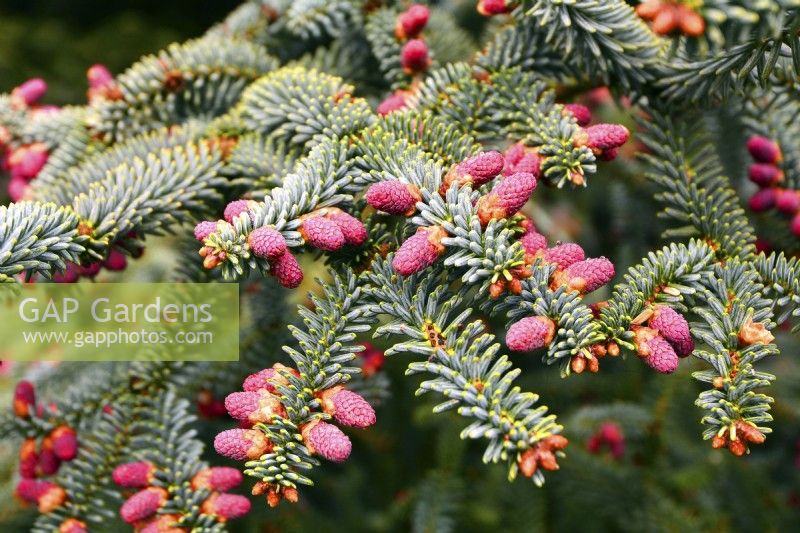Abies pinsapo 'Glauca'  with young red fruits and silver needles. April