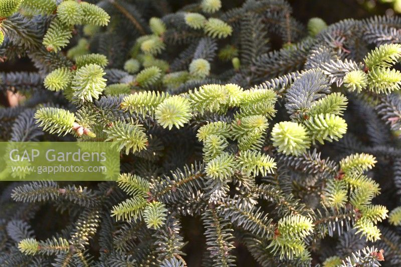 Abies pinsapo var. marocana, Maroccan fir tree with new young growth. May