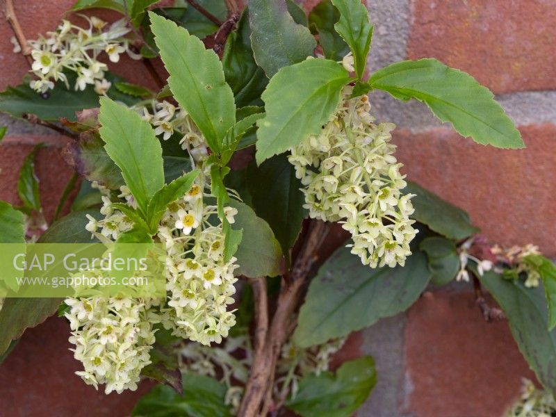 Ribes laurifolium Rosemoor form - flowering currant growing against a garden wall   late February 
