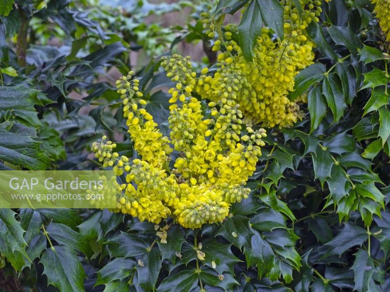 Mahonia 'Pans peculiar' in flower Late February Winter
