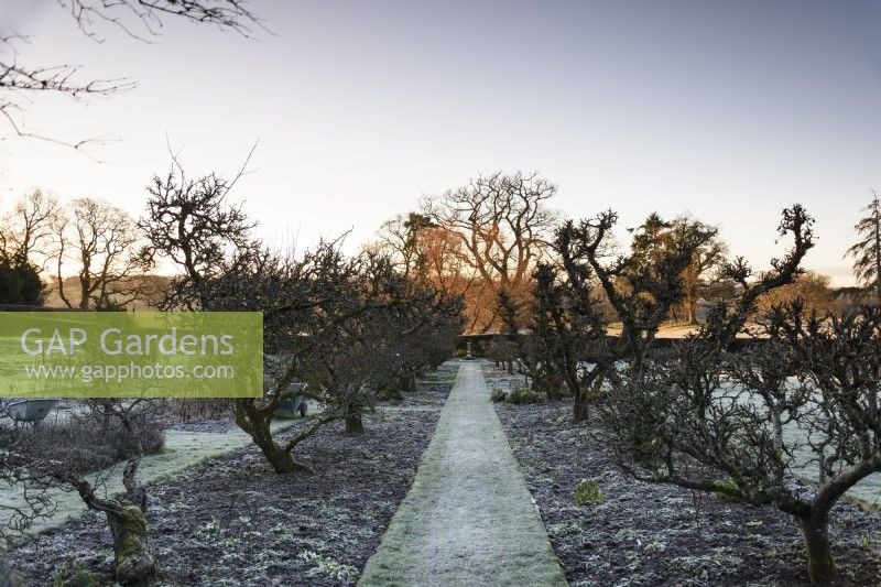 A grass path framed by an avenue of old espaliered apple trees in the Kitchen Garden of Hergest Croft on a frosty January morning