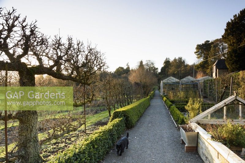 Path running through the Kitchen Garden at Hergest Croft in January between clipped box hedges and espaliered fruit trees.