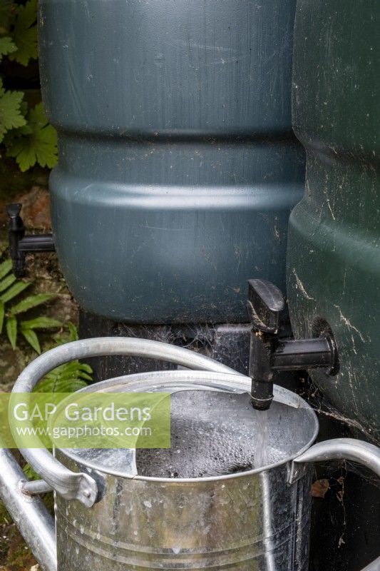 Filling up a watering can with saved rain water,