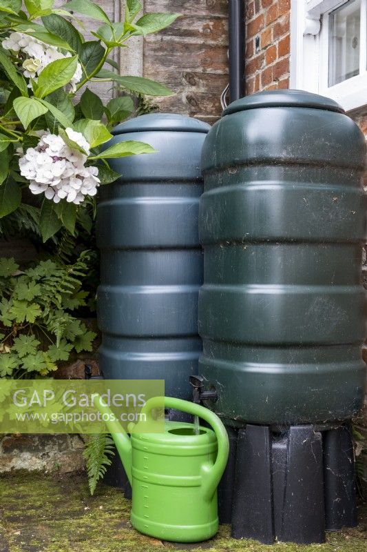 Filling up a watering can with rain water, which has been saved from the roof by connecting water butts to the drainpipe to collect the run off.