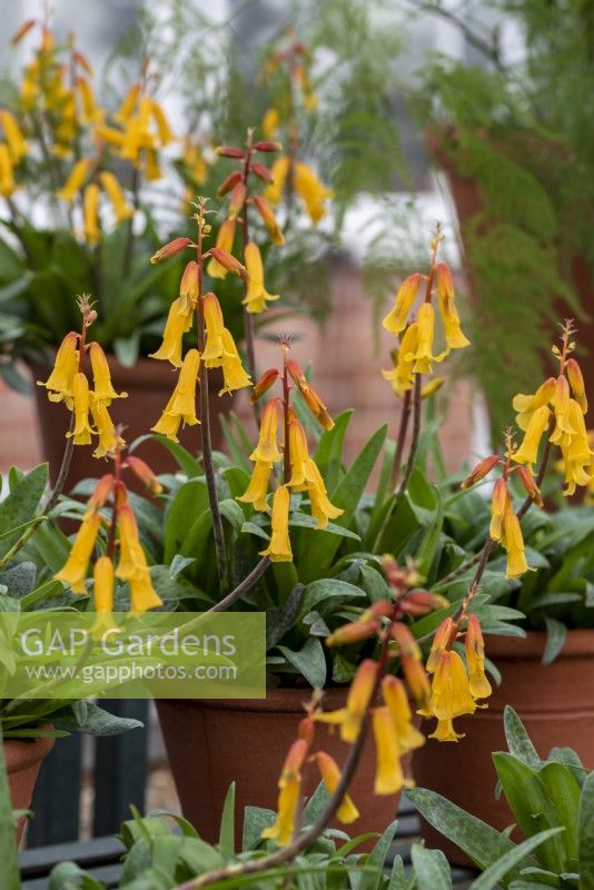 Lachenalia aloides is native to the Western Cape of South Africa.  It is a tender plant and needs to grown in a frost free area or under glass.