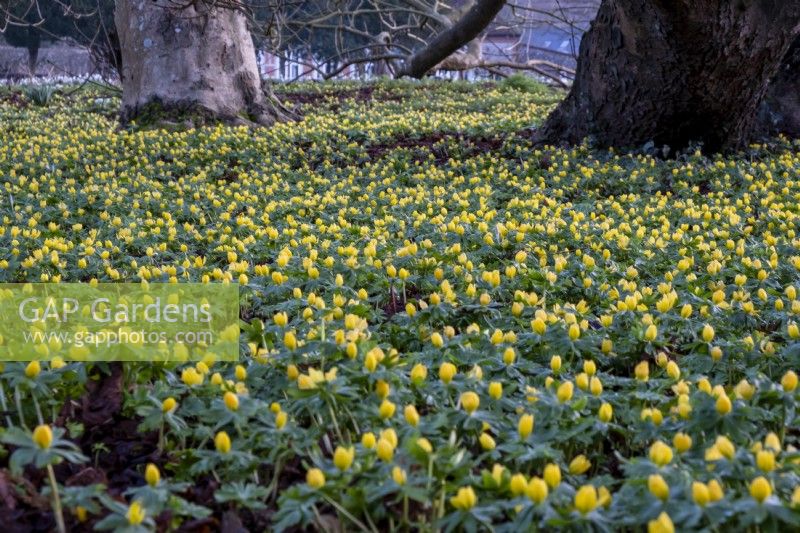 A yellow sheet of Eranthis hyemalis, Winter Aconites amongst the tree trunks at West Dean Gardens.